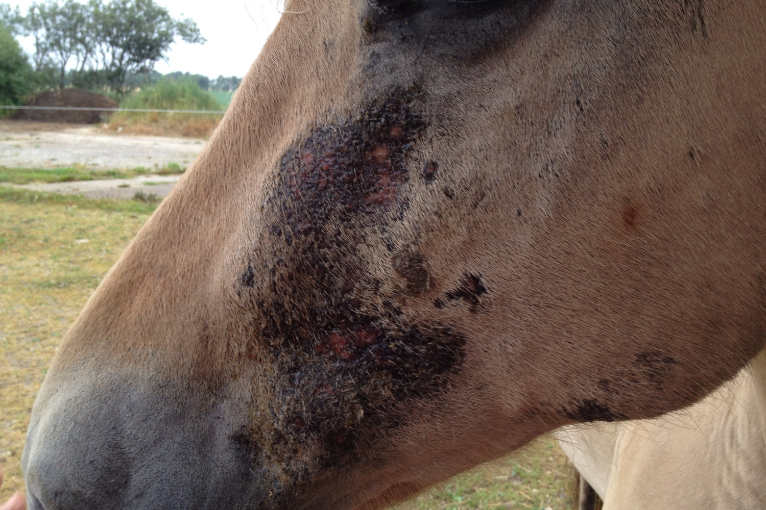 Hvad er sommereksem hos heste? Behandling med HypoClean