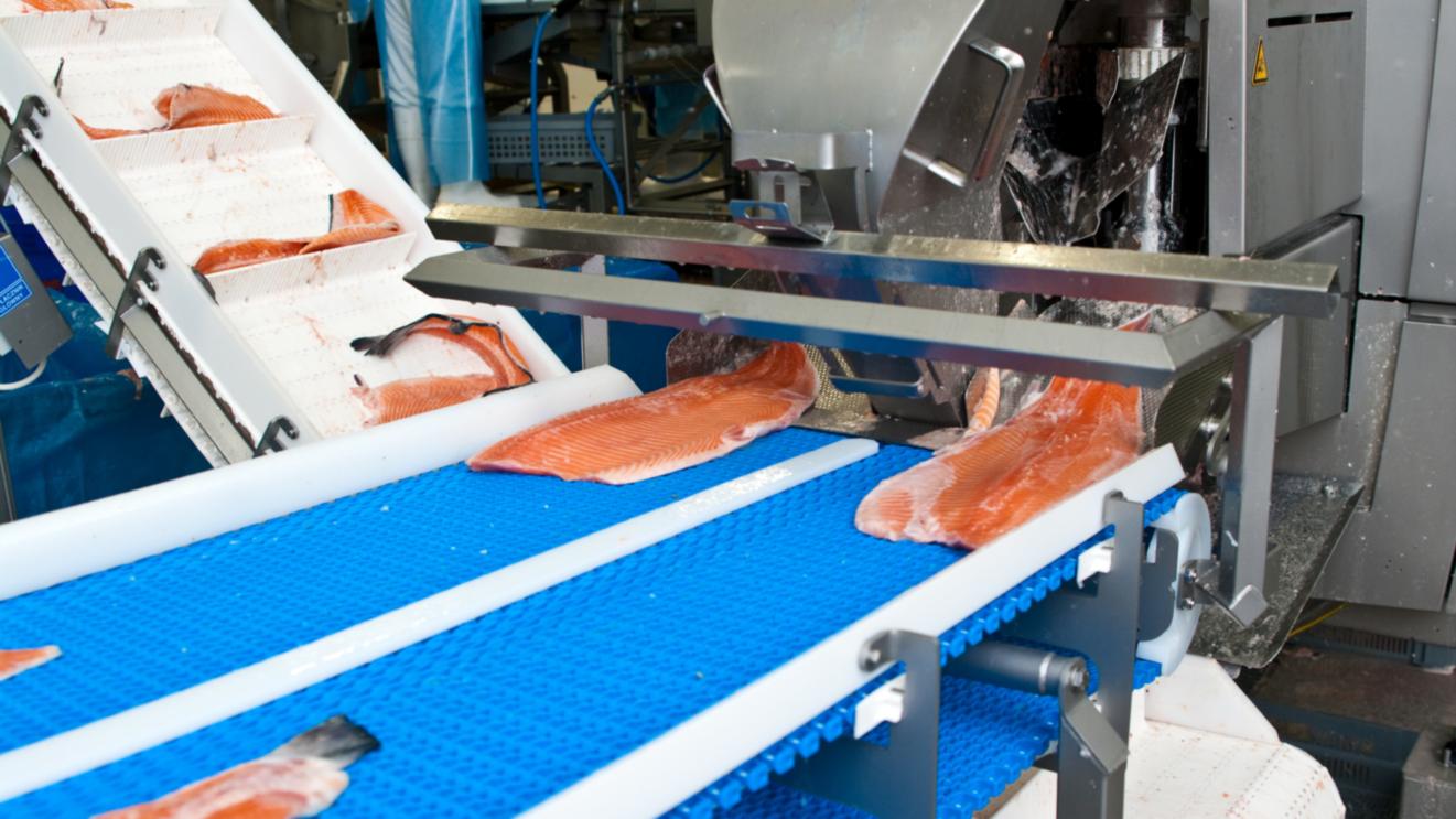 Desinfektion med ECA vand i fiskeindustrien