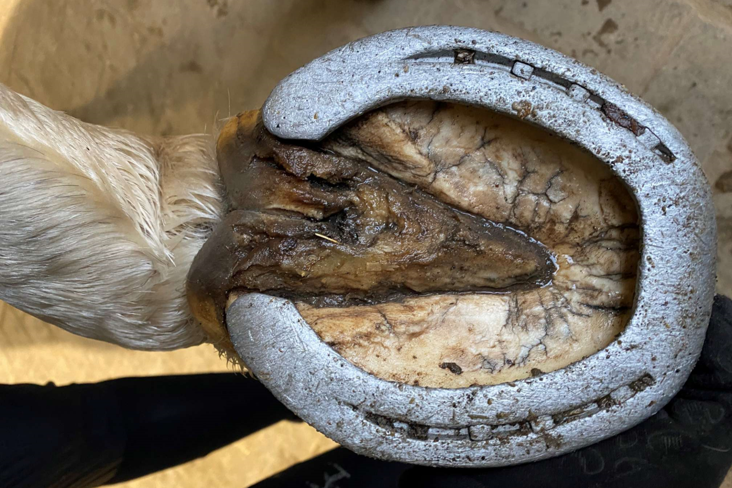 Hvad er sur stråle hos heste? Behandling med HypoClean